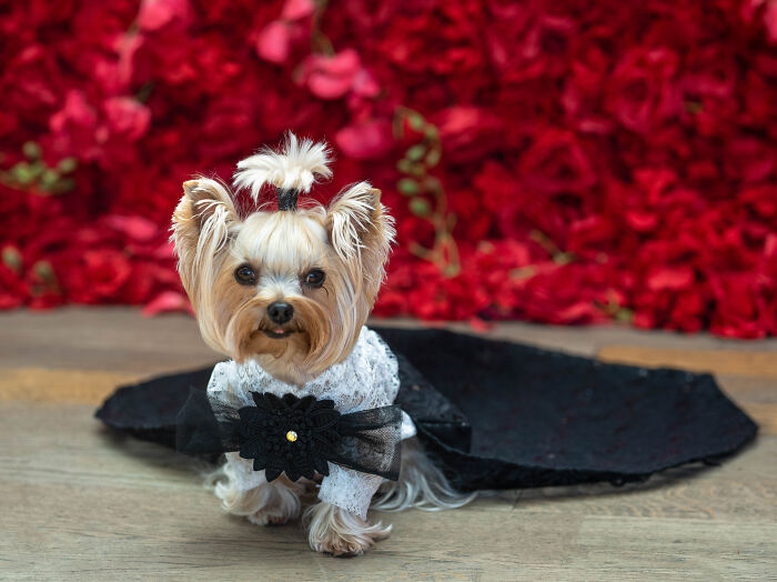 Pets In Recreated Outfits From The Met Gala By Anthony Rubio (18 Pics ...