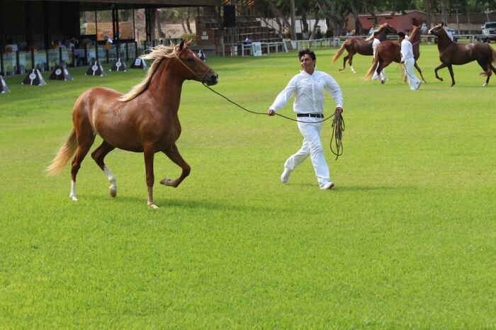 I Took Photos Of Caballo De Paso Peruano