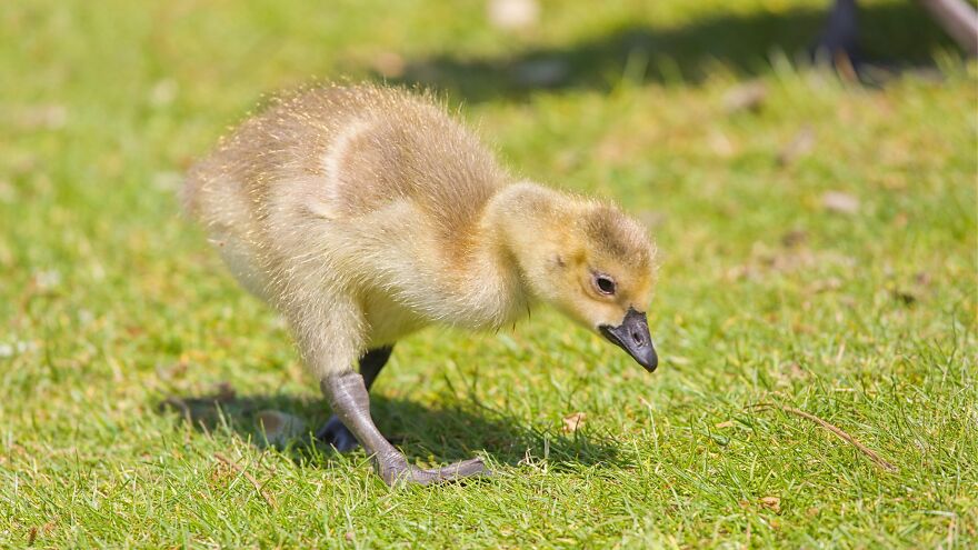 Baby Goslings Enjoy The English Summer