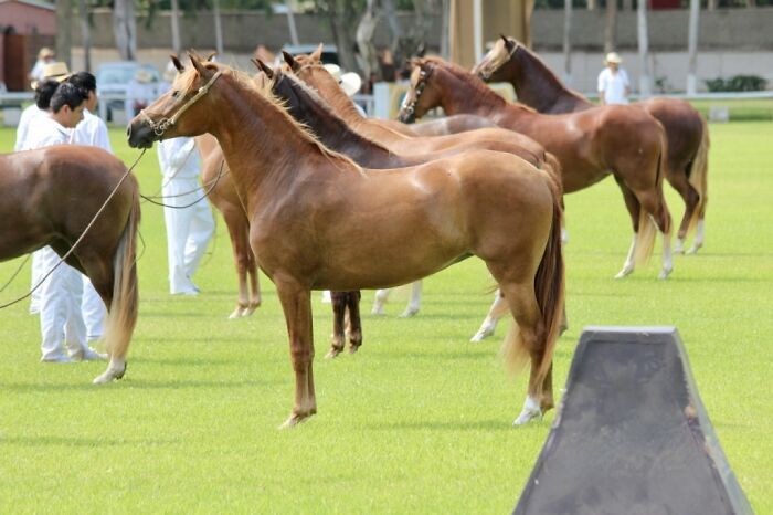 I Took Photos Of Caballo De Paso Peruano