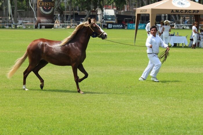 I Took Photos Of Caballo De Paso Peruano