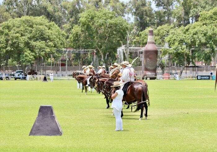 I Took Photos Of Caballo De Paso Peruano