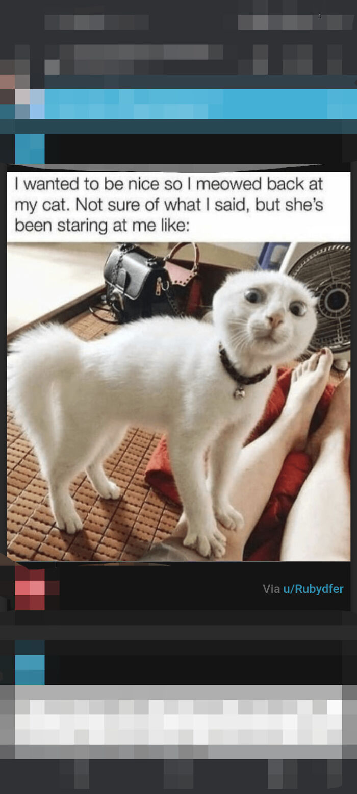 Cat Memes For Everyone! Feat Icanhascheezburger!