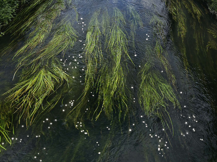 I Combined Light And Water To Create These Images About Rare Chalk Streams (12 Pics)