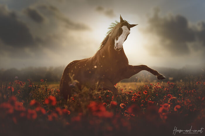 My Unforgettable Equine Photoshoot In A Field Of Poppies