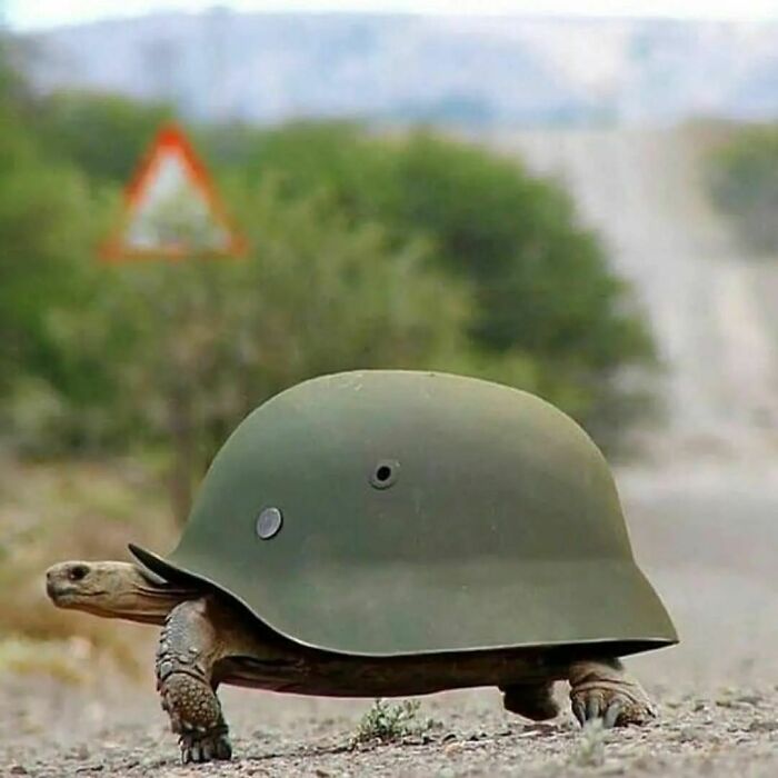 Cursed meme of tortoise