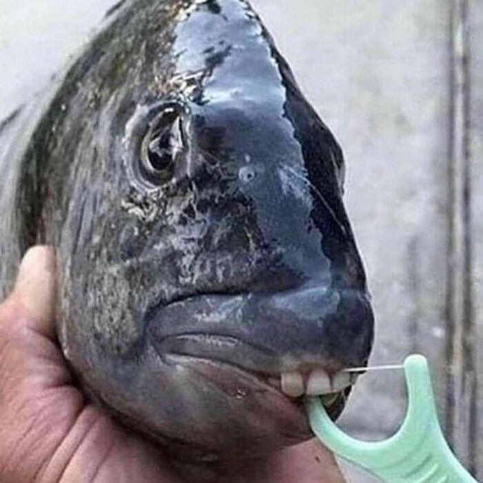 Cursed meme of fish with teeth