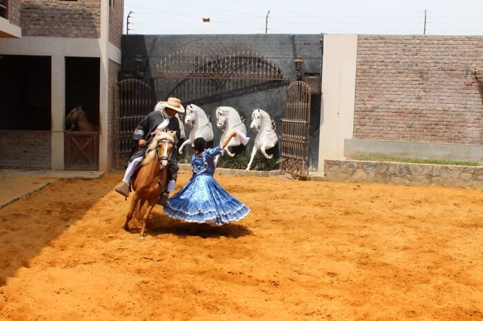 I Took Photos Of Caballo De Paso Peruano