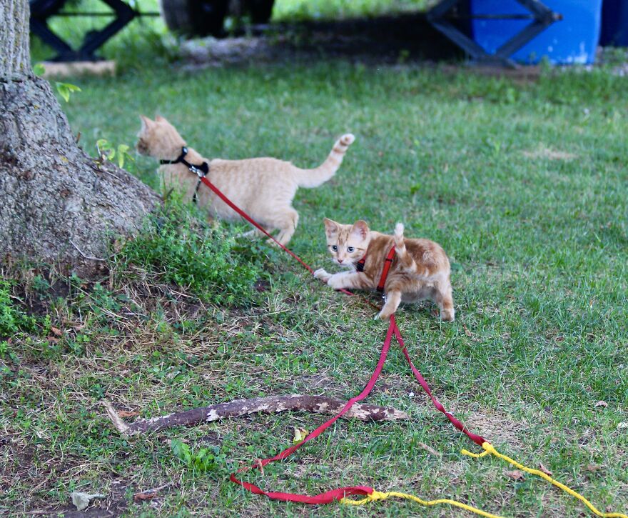 Simba And Lucky Our Beloved Cats