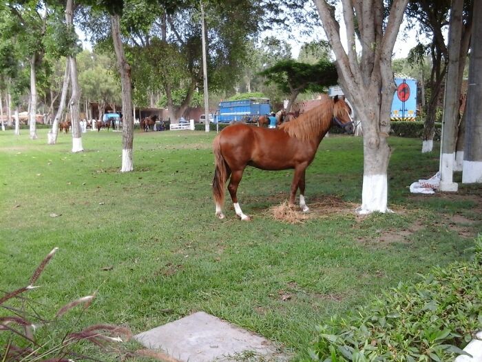 I Took Photos Of Caballo De Paso Peruano