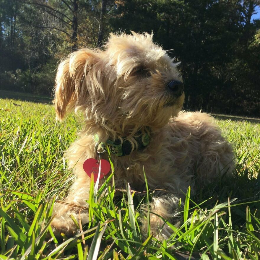 This Cute Doggy Sunbathing