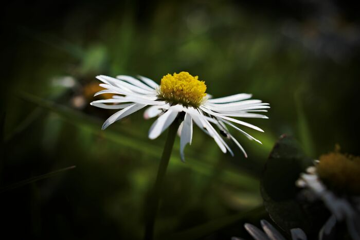 Here Are 10 Tips For Enchanting Flower Photography That I've Found