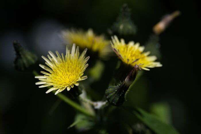 Here Are 10 Tips For Enchanting Flower Photography That I've Found