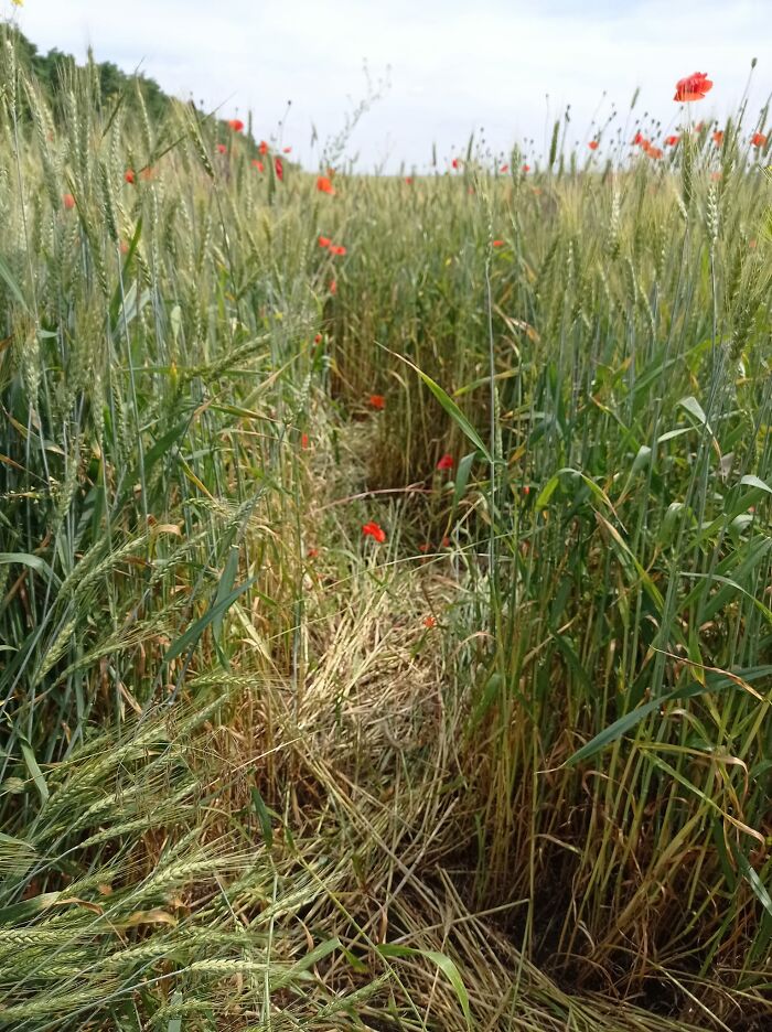 We Painted Poppies In The Field (25 Pics)