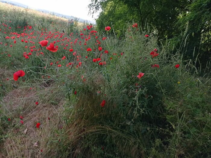 We Painted Poppies In The Field (25 Pics)