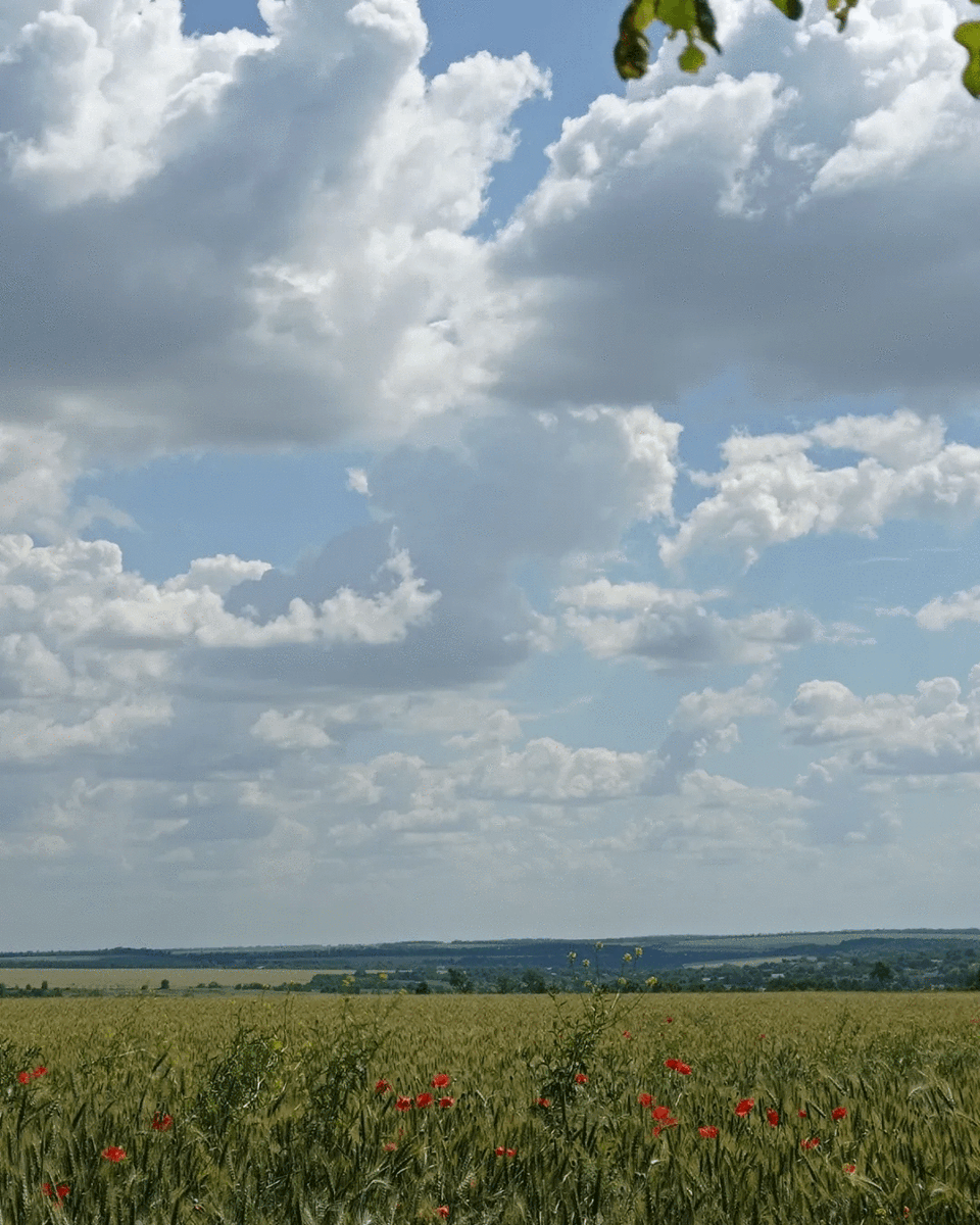 We Painted Poppies In The Field (25 Pics)