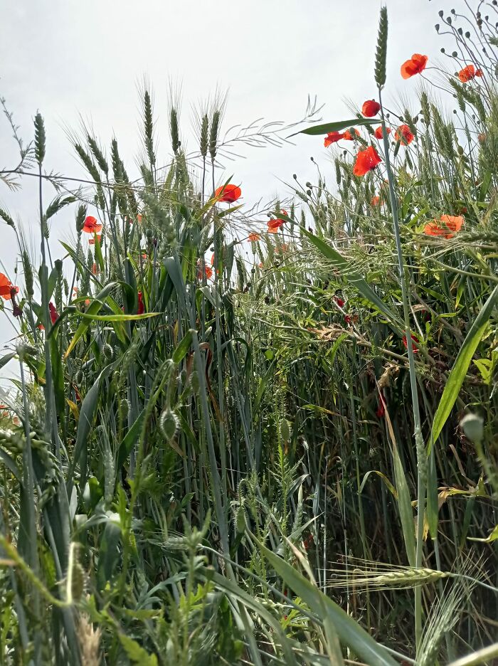 We Painted Poppies In The Field (25 Pics)