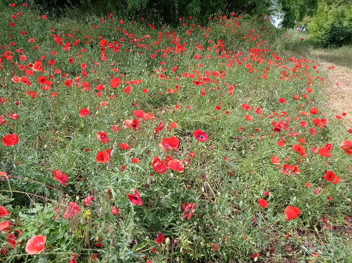 We Painted Poppies In The Field (25 Pics)