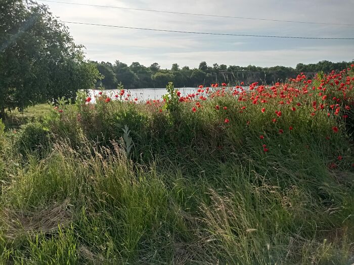 We Painted Poppies In The Field (25 Pics)