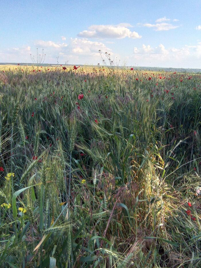 We Painted Poppies In The Field (25 Pics)