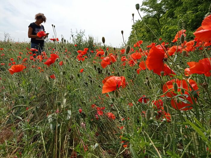 We Painted Poppies In The Field (25 Pics)