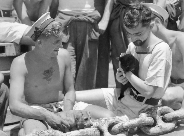 Ship's Mascots On HMAS Sydney 1940