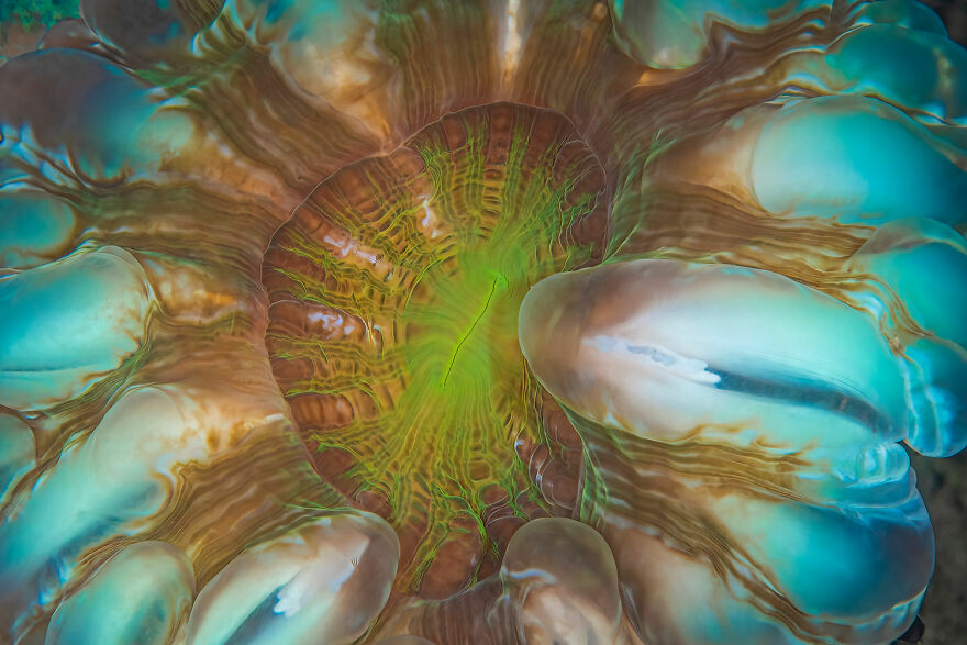 Art Of Nature Finalist - "Rainbow Cynarina Coral" By Suzan Meldonian