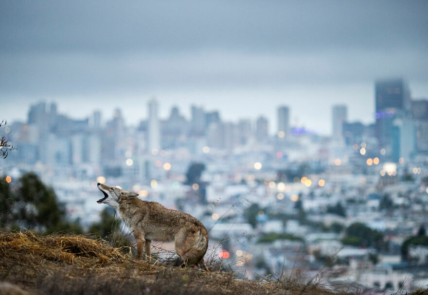 Photo Story: A Matter Of Time Finalist - "Cities Gone Wild" By Corey Arnold