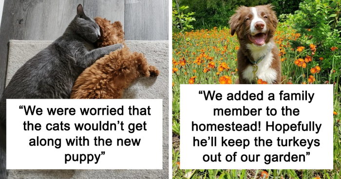 63 Of The Most Wholesome Rescue Pet Photos Of The Month (June Edition)