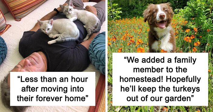 63 Wholesome Photos To Celebrate Rescue Pets And Their New Homes (June Edition)