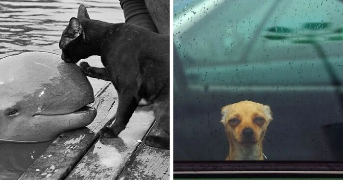 Here Are 55 Most Interesting Images Taken Of Animals, Selected By This Instagram Page