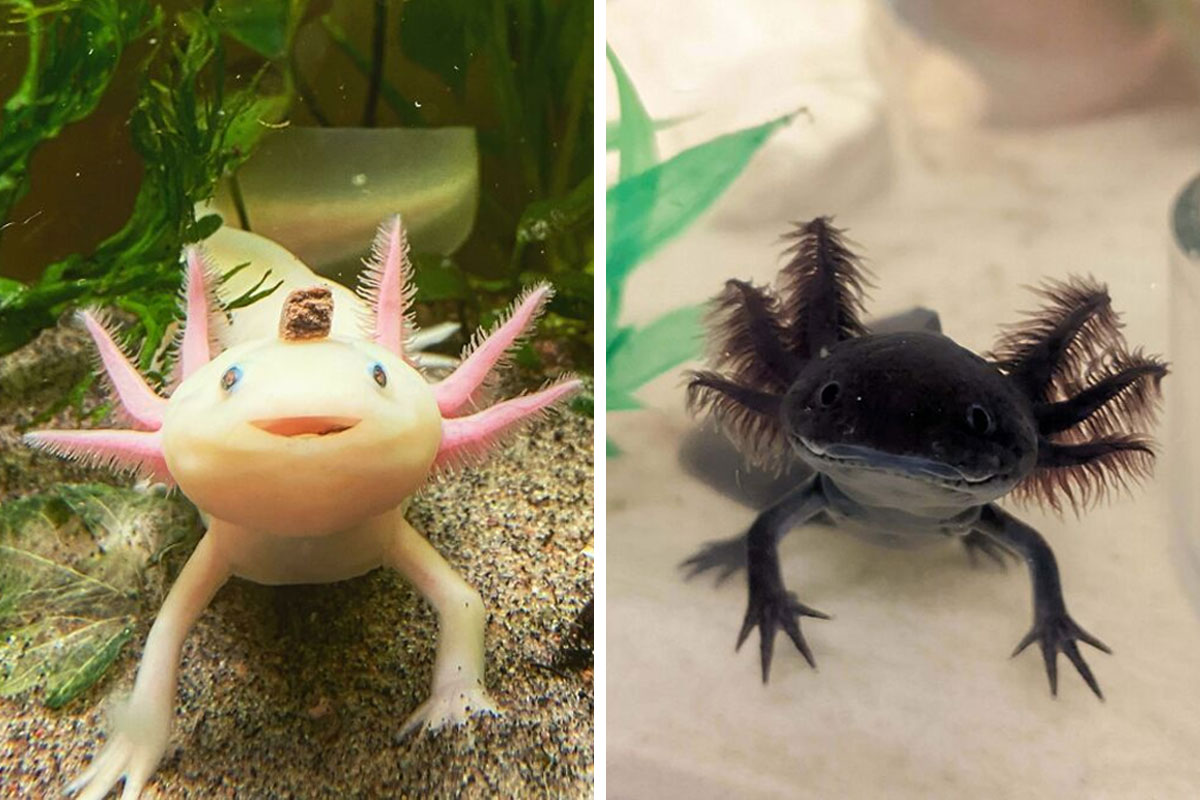 Cool Names for the Axolotl in Adopt Me!