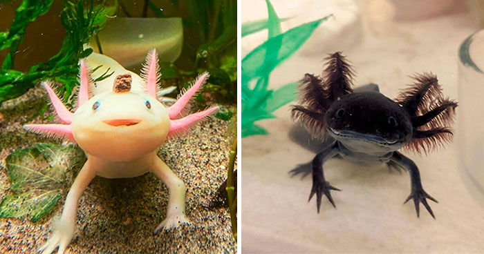 84 Cute Axolotl Pictures Because Life’s Too Short For Just Cats And Dogs