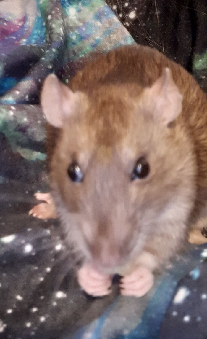 My Little Rat
