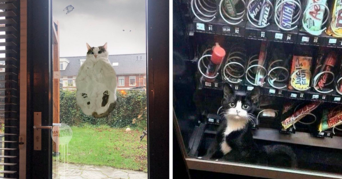 People Are Laughing At These Cats Chilling In Places They Shouldn’t Be, Posted By This Twitter Account (84 New Pics)