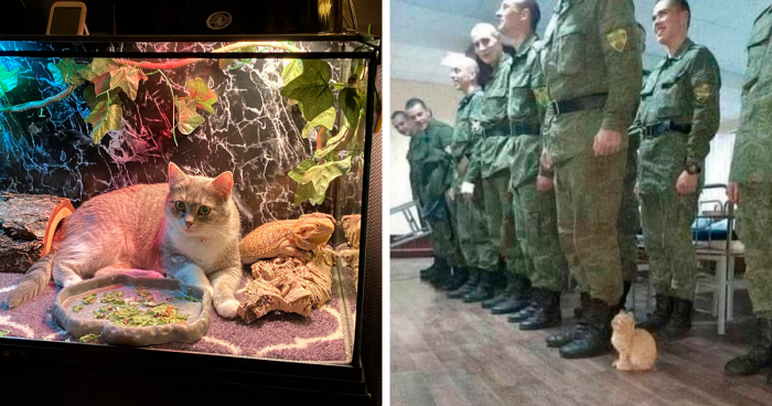 84 Hilarious Photos Of Cats Getting Into Places Where They Probably Shouldn’t Be (New Pics)