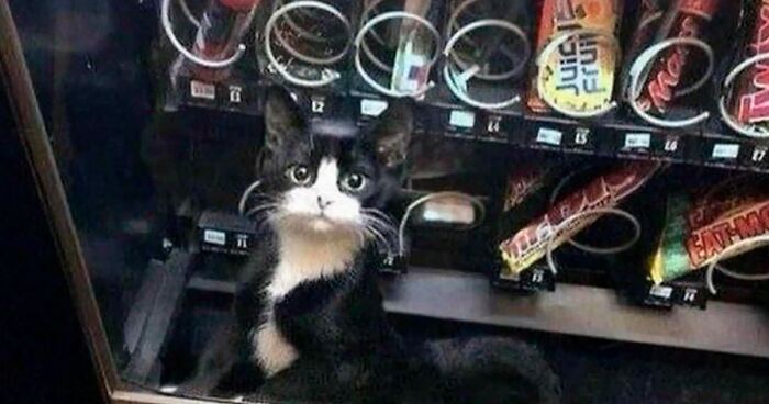 “These Cats Shouldn’t Be There”: 84 Hilarious Photos From This Page Dedicated To Finding Cats In Random Locations (New Pics)