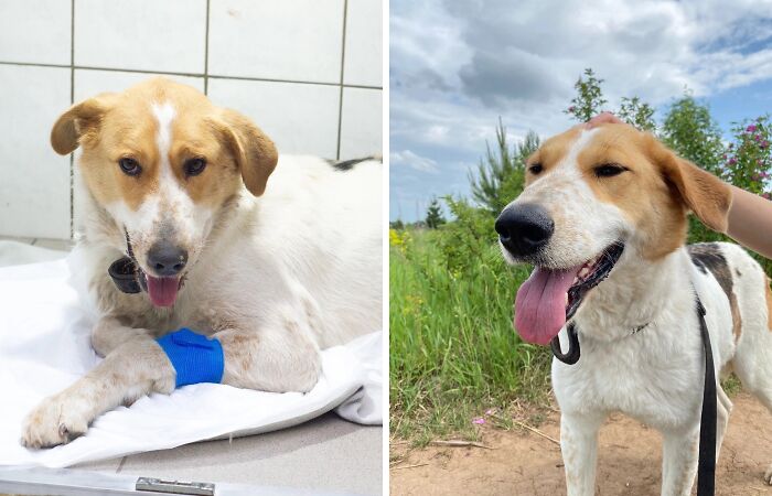 Marusya Was Hit By A Train, But She Survived And Is Currently In Search For A New Home