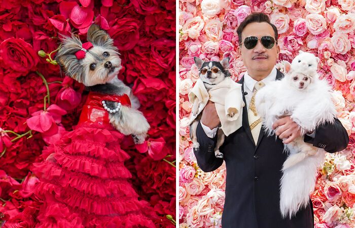 Pets In Recreated Outfits From The Met Gala By Anthony Rubio (18 Pics)