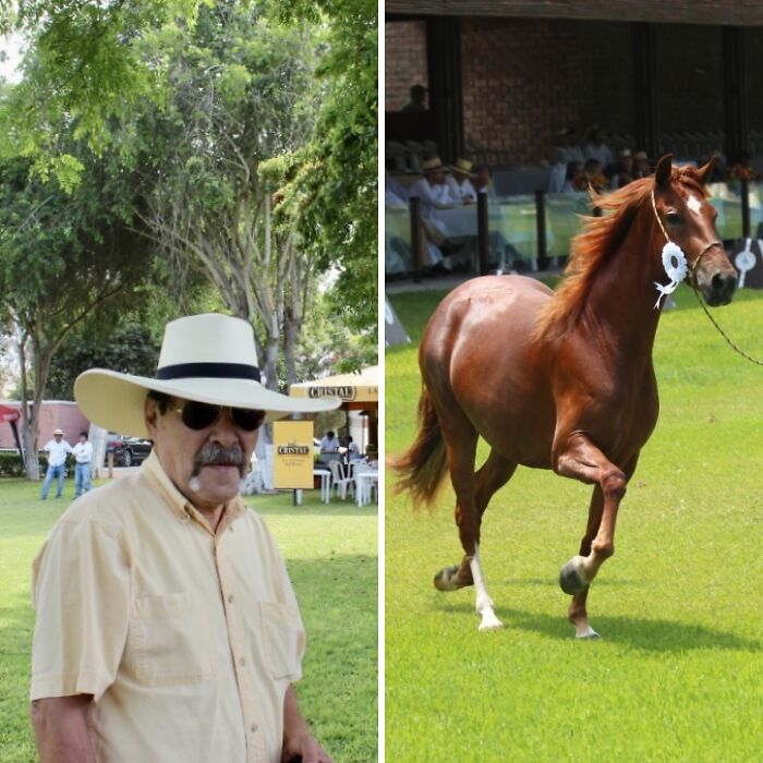 I Took Photos Of Caballo De Paso Peruano