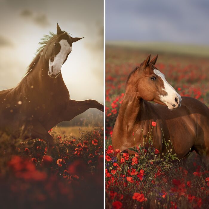 My Unforgettable Equine Photoshoot In A Field Of Poppies