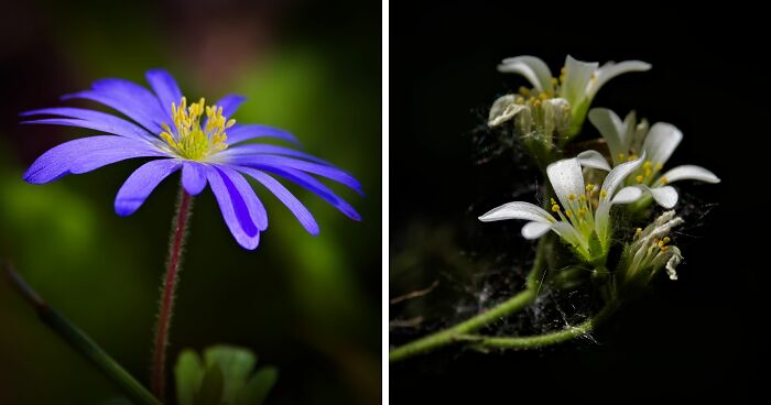 Here Are 10 Tips For Enchanting Flower Photography That I’ve Found