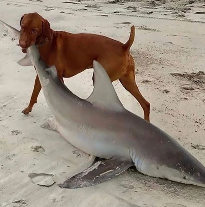 Cursed meme of dog with shark