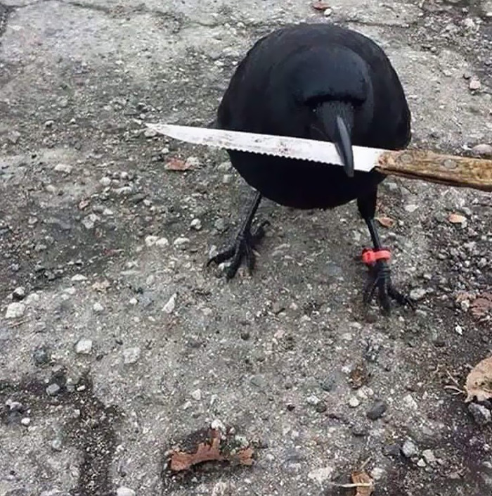 Cursed meme of bird holding knife
