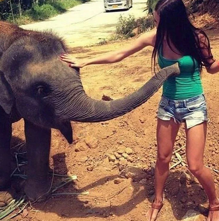 Cursed meme of elephant and woman