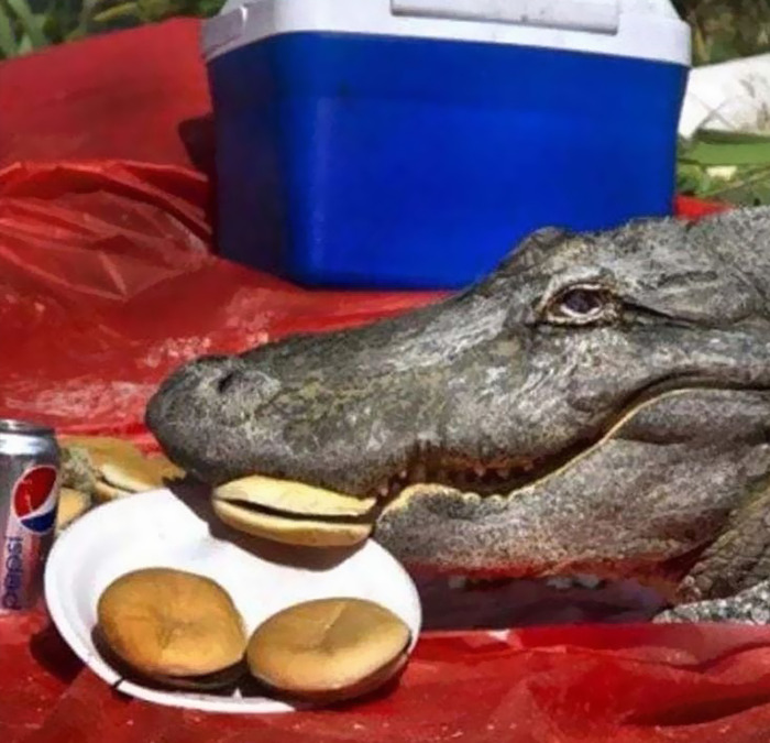 Cursed picture of crocodile eating burgers