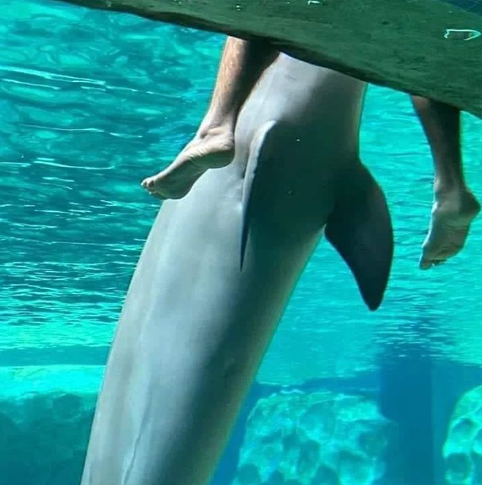 Cursed meme of dolphin