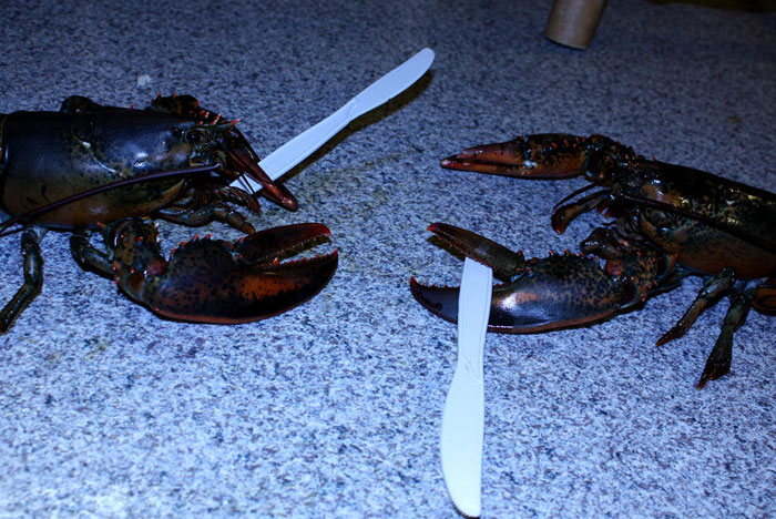 Cursed picture of lobsters fight