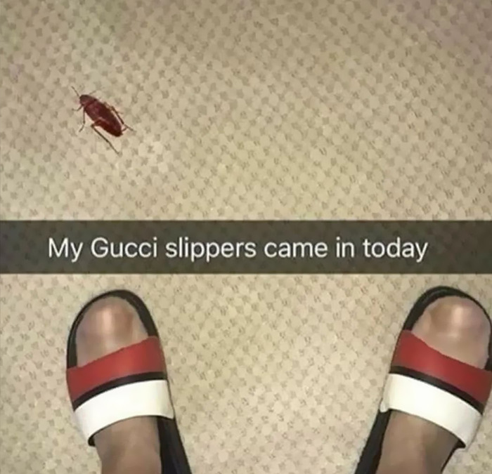 Cursed meme of Gucci slippers and cockroach
