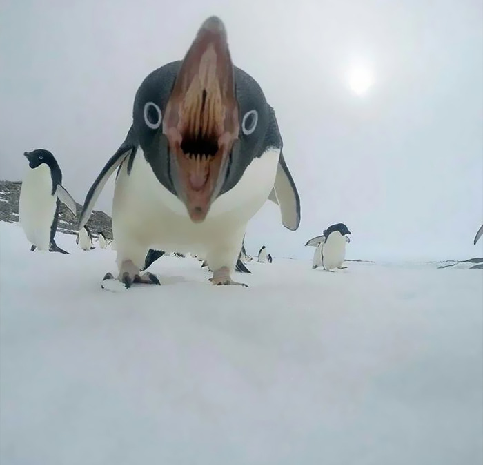 Cursed meme of pinguin